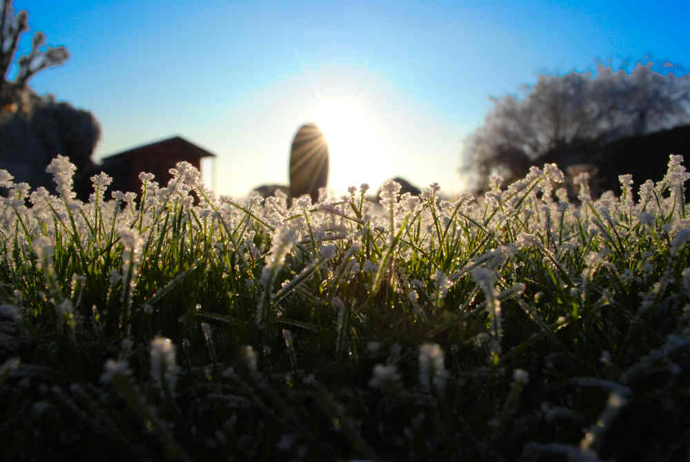 Image of garden in February